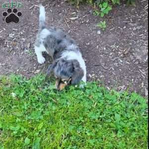 Tinker, Dachshund Puppy